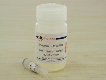 HSP90抗体(小鼠单抗)